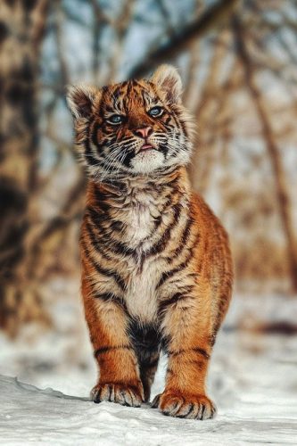 tigre-bebe